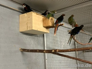 Rosella Prachtrosella schwarz 