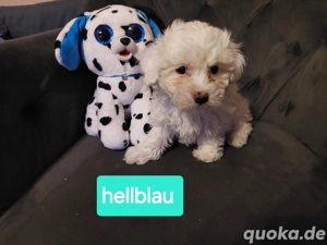 süße Malteser welpen Mädchen 