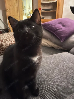 2 Kitten 14 Wochen alt abzugeben (1 Kater 1 Katze)