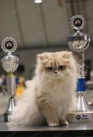 J.Ch. Effalen Roni , Blaue Golden Shell , BLH 