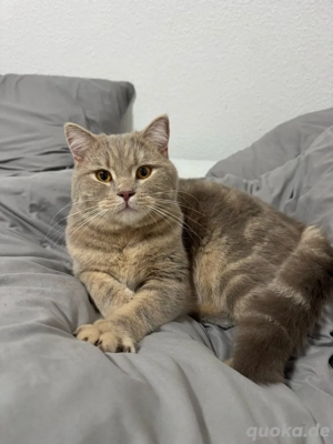 Britisch Kurzhaar Kater