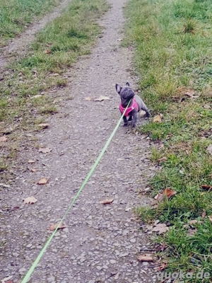 fanzösiche bulldogge 
