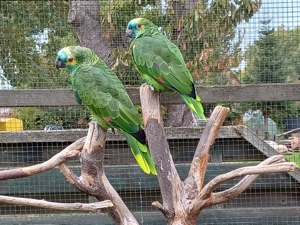 ZP Blaustirnamazonen..