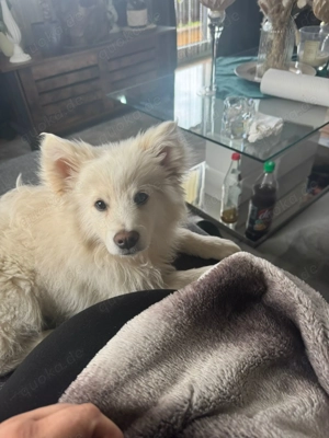 Weißer Deutscher Großspitz Welpe 