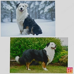 Australian Shepherd Black Tri Erfahrener Deckrüde (Kein Verkauf)
