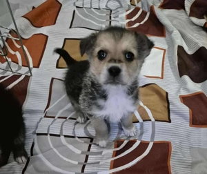 Szuki, geb. 09 2025, lebt in ungarischem Tierheim und sucht ein Zuhause