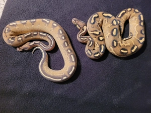 königspythons enz 2024 und zuchttiere Bild 4