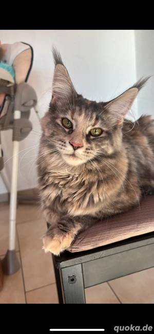 Liebes Maine coon Mädchen mit Stammbaum sucht ihre Familie