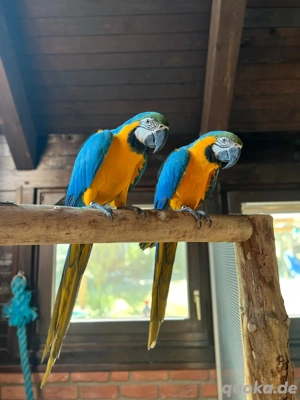 gelbrustara traumpaar 