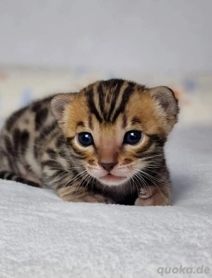 Bengalkätzchen zur Adoption