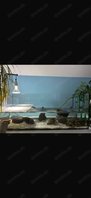 Mississippi Wasserschildkröten