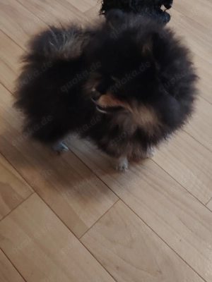 Pomerania Zwergspitz Reinrassig!