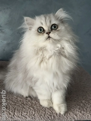 Reinrassiges Perserkätzchen,  Perserkitten,  Perserbabys Silver shaded 