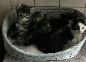 4 Süße Kitten