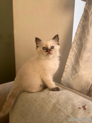 heilige Birma Kitten 
