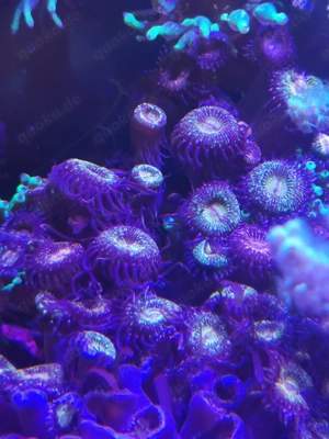 Zoanthus-sp. "Alien Explosion