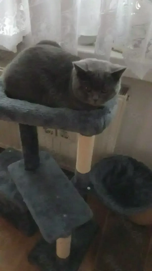 Kater zu verkaufen Für 1300