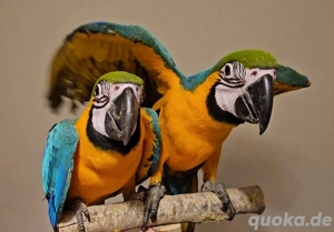 Gelbbrustara Babys 2025 Ara Ankündigung