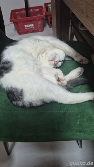 Junger Kasteierter Kater