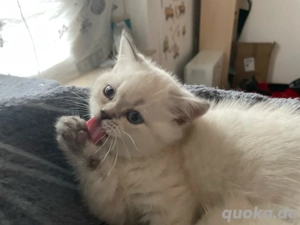 bkh zwei Kater verfügbar.