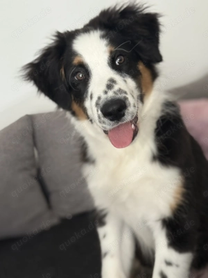 Wundervoller Australian Shepherd Rude sucht neues, erfahrenes Zuhause