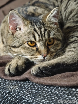 Kater 4 Monate sucht liebevolles Zuhause 