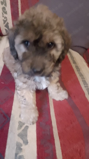 Zwergpudel welpen Bild 4