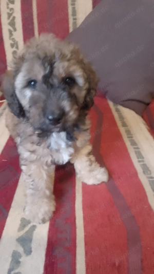 Zwergpudel welpen Bild 3