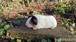 Meerschweinchen Glatthaar Us Teddy Mädchen Frühkastrat 