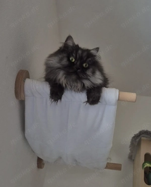 DRINGEND Schmusekatze sucht Einzelplatz