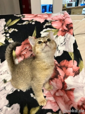 BKH-Kitten suchen ein neues Zuhause.