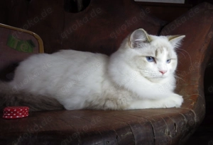Ragdoll-Kätzchen "Kansas" (reinrassig)!  Mit Stammbaum.  