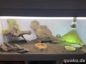 bartagamen jungtiere 