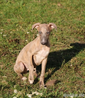 hübscher Whippet Rüde Windhund