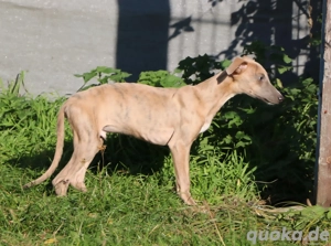 hübscher Whippet Rüde Windhund