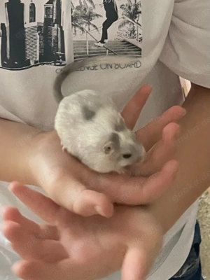 Mongolische Rennmaus Blauschecke rex 