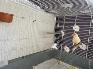 Mosaik kanarien vögel