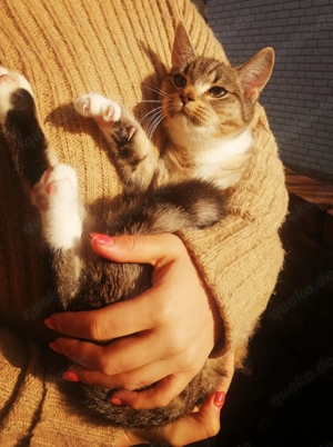 Marrakesch Teppichrakete 20Wo m getigert Kinderlieb Hundefreundlich Kätzchen Kitten Katzenbaby Kater