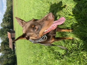 BAMBI Dobermann weiblich 