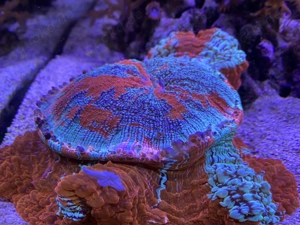 Koralle zu verkaufen 