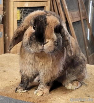 Liebe Zwergwidder Mädchen 