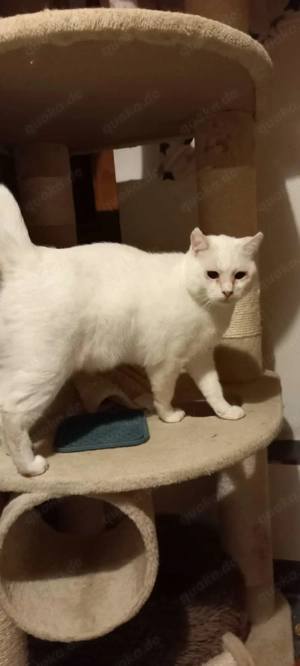 Alice und Leon suchen gemeinsames zuhause als reine Wohnungskatzen.