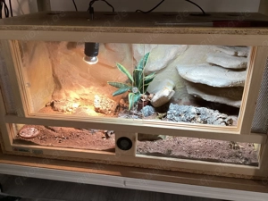 Großkopfgecko (0.1 Paroedura picta) + Terrarium