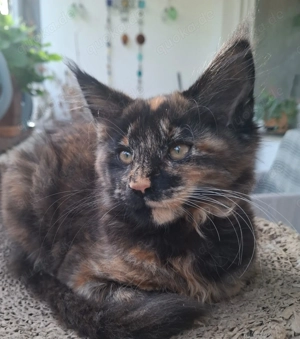 Wir haben wunderschöne Kitten mit Stammbaum