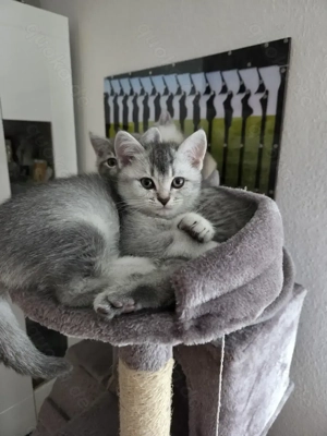 BKH Kitten zum Verkaufen 6 Kitten
