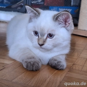 Britisch Kurzhaar BKH Weiß und Getigert