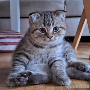 Britisch Kurzhaar BKH Getigert