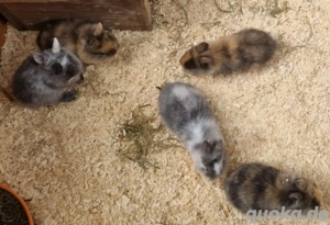 Zu verschenken Löwenköpfchen Rammler