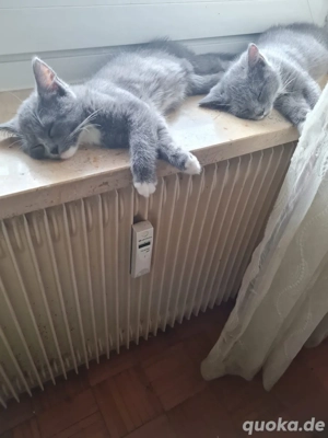 schöne katzen suchen liebevolle familie 