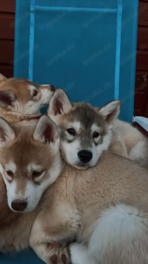 Siberian Husky,5 männlich 3 weiblich 